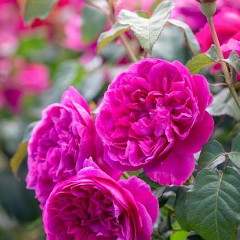 Rosa - 'James L. Austin' English Shrub Rose