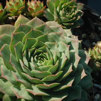 Sempervivum - 'Carmen' Hen & Chicks