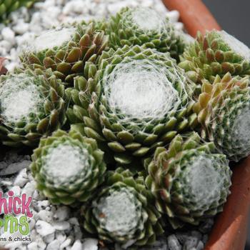 Sempervivum (Hen and Chicks) - Chick Charms® Cotton Candy&trade;