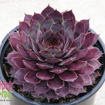 Sempervivum (Hen & Chicks) - Chick Charms® Plum Parfait&trade;