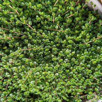 Thymus vulgaris - 'Caborn Wine & Roses' Thyme