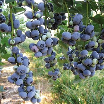 Vaccinium corymbosum - 'Liberty' Blueberry