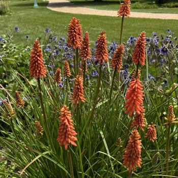 Kniphofia uvaria - 'Flamenco' Red Hot Poker