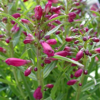 Penstemon schmidel - 'Hot Pink Riding Hood' Beardtongue