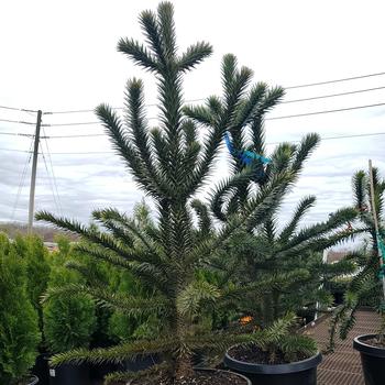 Araucaria araucana - Monkey Puzzle Tree
