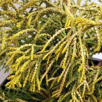 Chamaecyparis obtusa - 'Thoweil' Hinoki Falsecypress