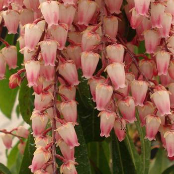 Pieris japonica - 'Valley Rose'