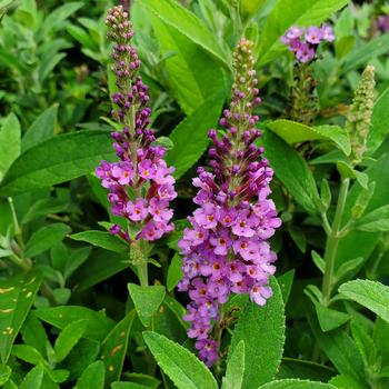Buddleia - 'Birthday Cake&trade;' Butterfly Bush