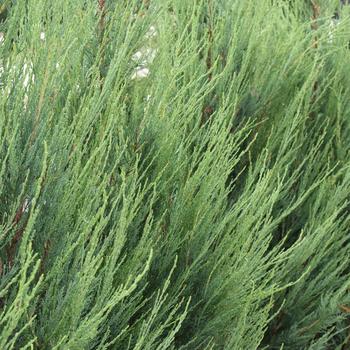 Juniperus scopulorum (Juniper) - 'Skyrocket'