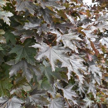 Acer platanoides - 'Crimson Sentry' Norway Maple