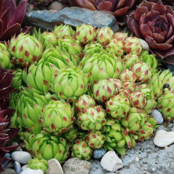 Sempervivum (Hen & Chicks) - Chick Charms&reg; Key Lime Kiss&trade;