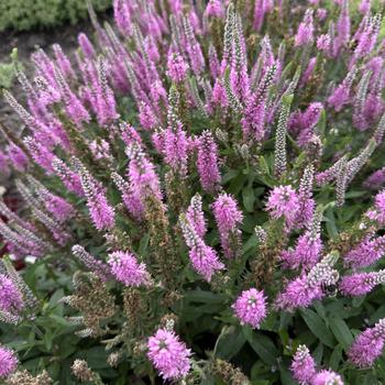 Veronica (Speedwell) - Magic Show&reg; 'Pink Potion'