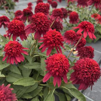 Echinacea (Coneflower) - Double Scoop&trade; 'Strawberry Deluxe'
