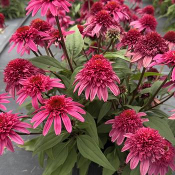 Echinacea (Coneflower) - Double Scoop&trade; 'Watermelon Deluxe'