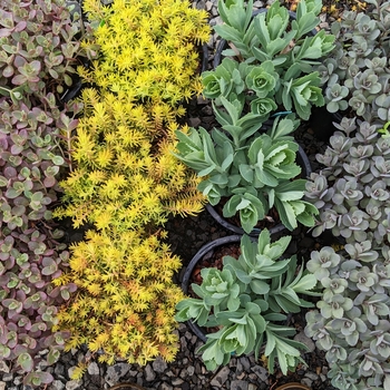 Sedum - Stonecrop