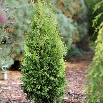 Thuja occidentalis - 'Private Jet&trade;' Arborvitae