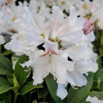 Rhododendron catawbiense - 'Cunningham's White'
